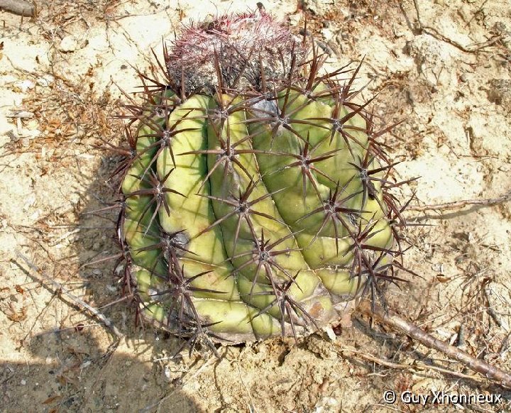 Melocactus curvispinus ssp. caesius via Riohacha GX